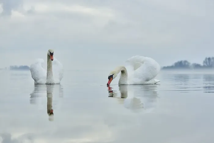 Framed Print : Two mute swans (Cygnus olor) swimming