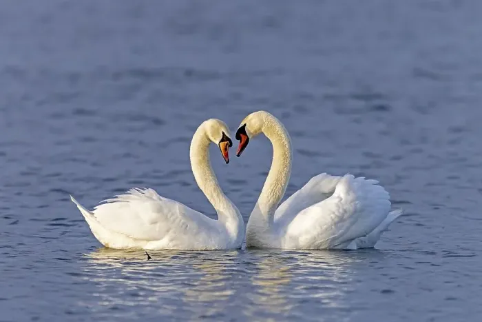 Framed Print : Two Mute swans (cygnus olor) swimming mating on the Rhine