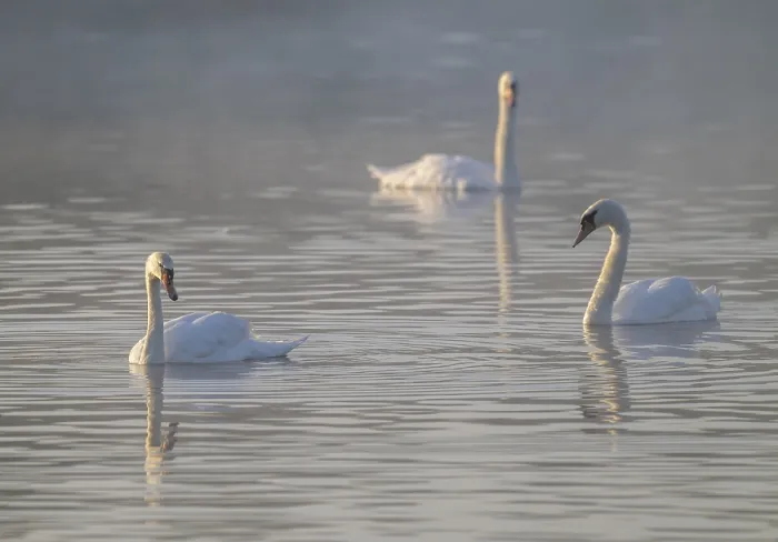 Framed Print : Mute swans (Cygnus olor) swimming on a pond