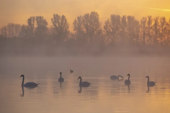 Framed Print : Mute swans (Cygnus olor) swimming on a pond at sunrise