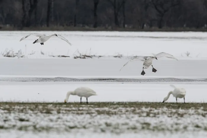 Framed Print : Mute swans (Cygnus olor) and whooper swans (Cygnus cygnus)