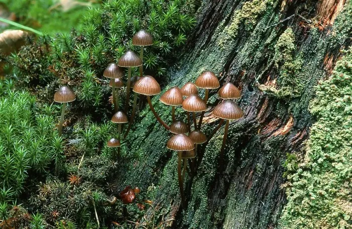 Framed Print : (Mycena stipata) (Mycena alcalina) Framed Print : (Mycena stipata) (Mycena alcalina)