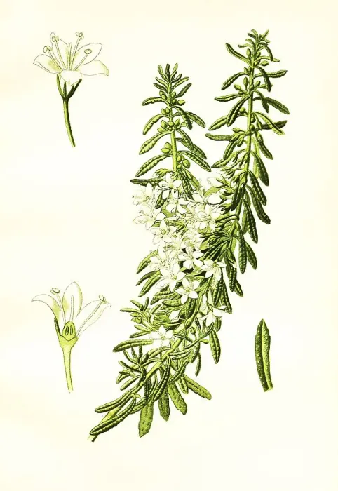 Framed Print : Myoporum parvifolium, creeping boobialla