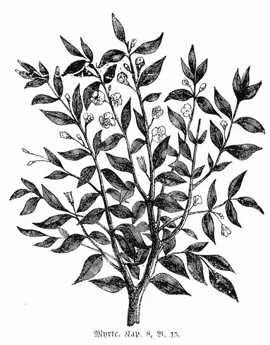 Framed Print : Myrtle, Jerusalem, mountains, olive branches Framed Print : Myrtle, Jerusalem, mountains, olive branches