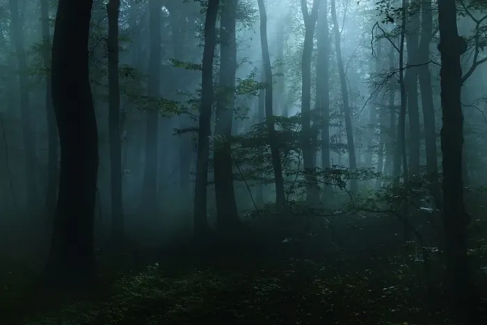 Framed Print : Mysterious dark forest at night with fog and moonlight Framed Print : Mysterious dark forest at night with fog and moonlight
