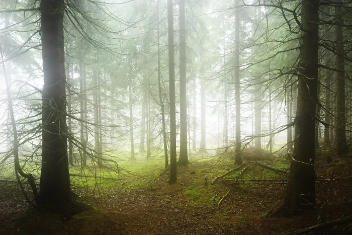 Framed Print : Mysterious dense spruce forest with fog Framed Print : Mysterious dense spruce forest with fog