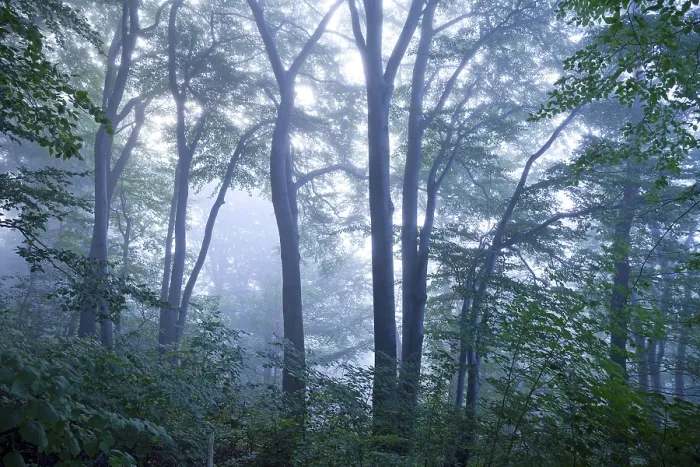 Framed Print : Mysterious foggy forest landscape