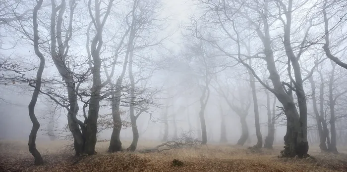 Framed Print : Mysterious forest in the fog, bizarrely overgrown bare beech trees