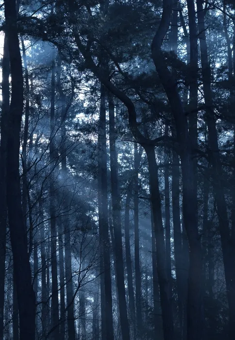 Framed Print : Mysterious nocturnal forest with deep shadows in bluish light Framed Print : Mysterious nocturnal forest with deep shadows in bluish light