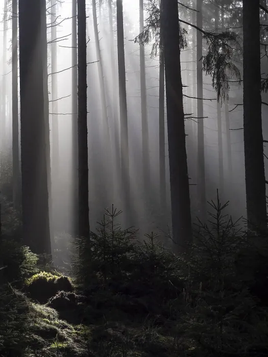 Framed Print : Mystical atmosphere in a foggy spruce forest Framed Print : Mystical atmosphere in a foggy spruce forest
