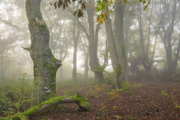 Framed Print : Mystical forest scene with misty trees and autumnal foliage