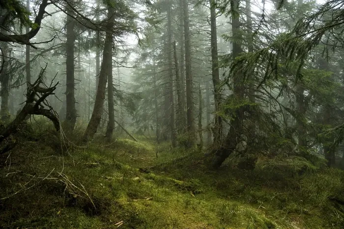 Framed Print : Mystical mountain spruce forest with fog in the Giant Mountains 12