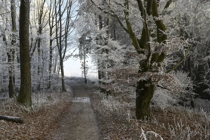 Framed Print : A mystical winter forest on the Hermannsweg with a trail lined with snow-covered trees Framed Print : A mystical winter forest on the Hermannsweg with a trail lined with snow-covered trees