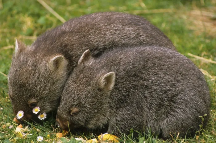 Framed Print : Naked-nosed wombat, Naked-nosed wombat