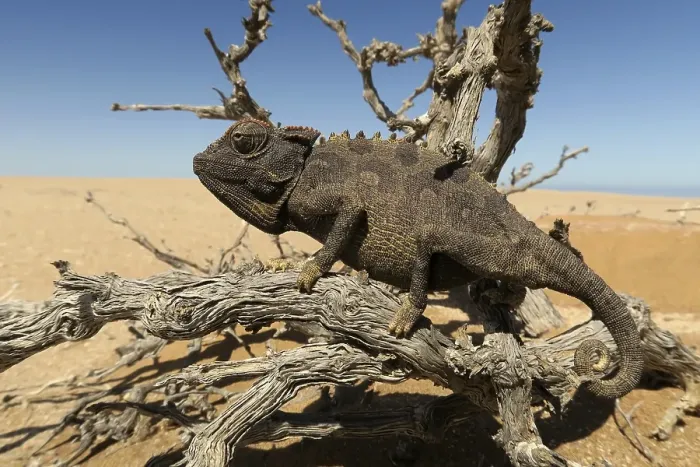 Framed Print : Namaqua Chameleon (Chamaeleo namaquensis) Framed Print : Namaqua Chameleon (Chamaeleo namaquensis)