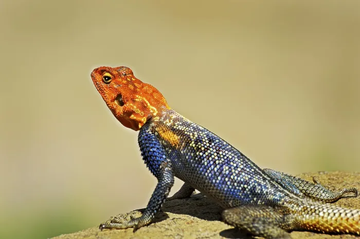 Framed Print : Namib Rock Agama (Agama planiceps)