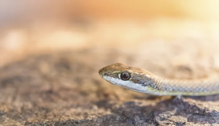 Framed Print : Namib Sand Snake (Psammophis namibensis)