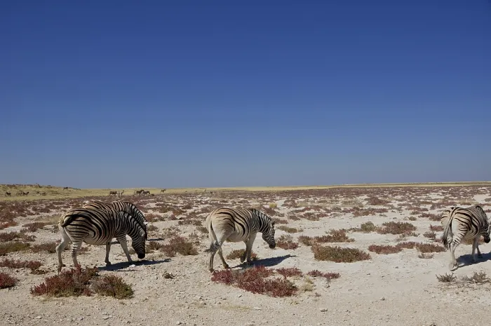Framed Print : NAmibia is a wildlife-paradies: Zebras at Etosha Salt pans near Halali in Namibia Framed Print : NAmibia is a wildlife-paradies: Zebras at Etosha Salt pans near Halali in Namibia