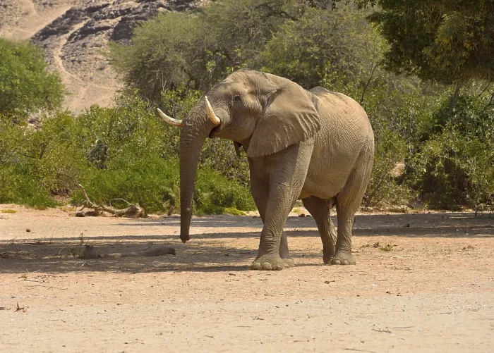 Framed Print : Namibian desert elephant (Loxodonta africana)