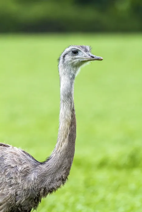 Framed Print : Nandu in a grain field (Rhea americana)