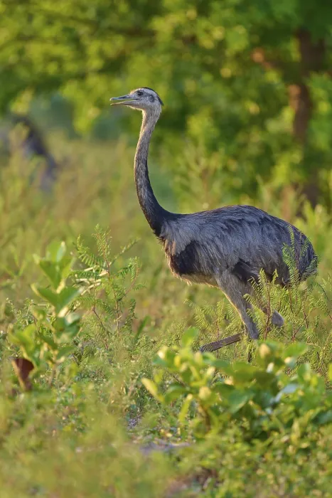 Framed Print : A Nandu stands next to dense vegetation in the foreground with trees in the background