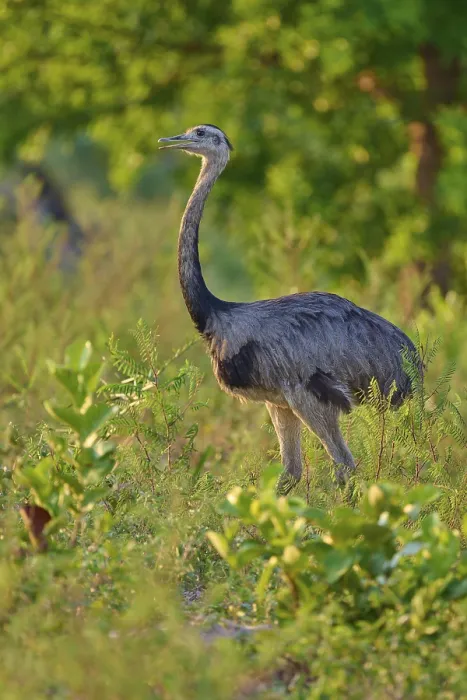 Framed Print : Nandu stands in a natural environment