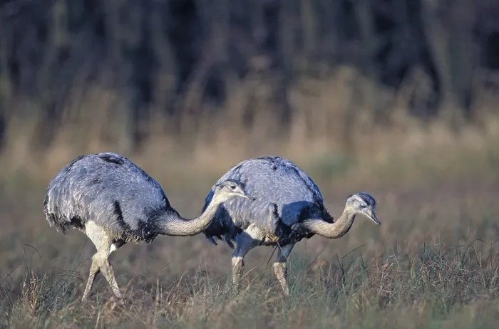 Framed Print : Nandus foraging in the Wakenitz lowlands (greater rhea (Rhea americana)