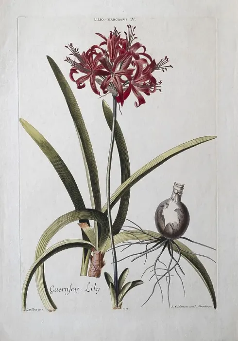 Framed Print : Narcissus or Guernsey Lily, old coloured copperplate engraving by J