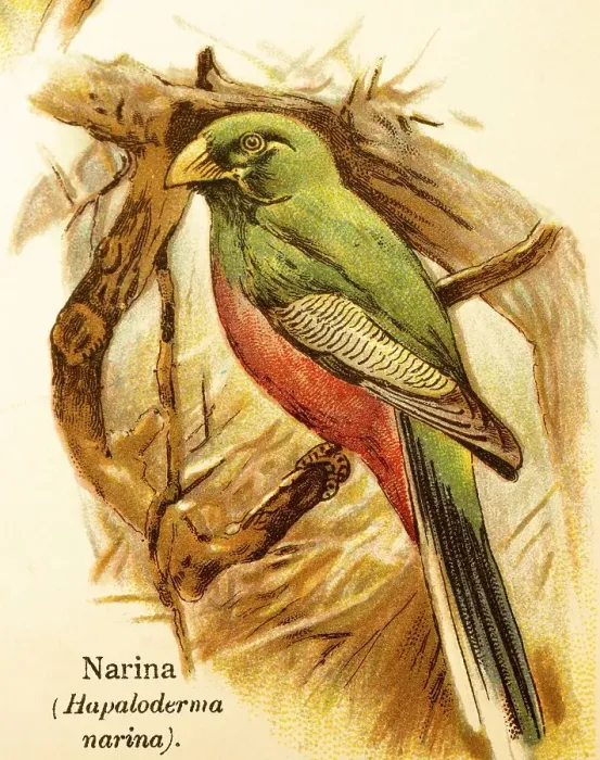 Framed Print : Narina or narina trogon (Apaloderma narina) branches Framed Print : Narina or narina trogon (Apaloderma narina) branches