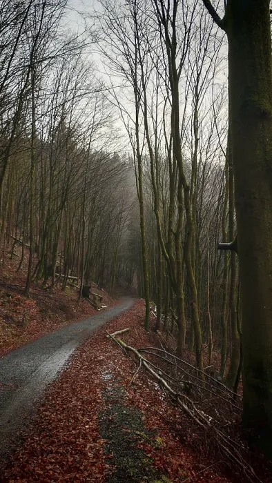 Framed Print : A narrow autumn forest trail lined with tall bare trees with leaves