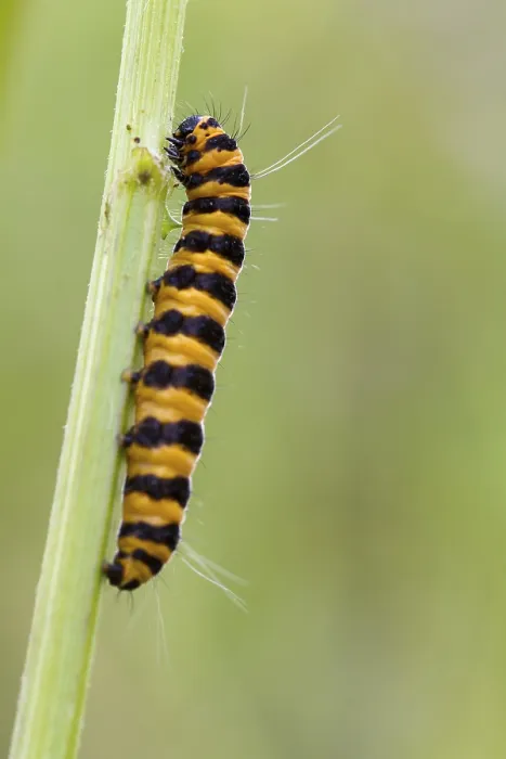 Framed Print : Narrow Bordered Five Spot Burnet Caterpillar (Zygaena lonicerae)