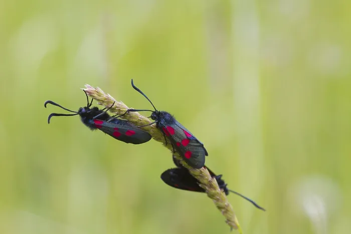 Framed Print : Narrow Bordered Five Spot Burnet (Zygaena lonicerae)