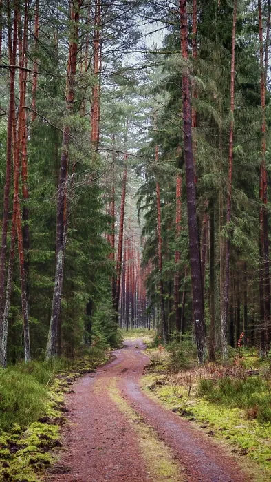 Framed Print : A narrow forest path, flanked by tall pines (pinus)