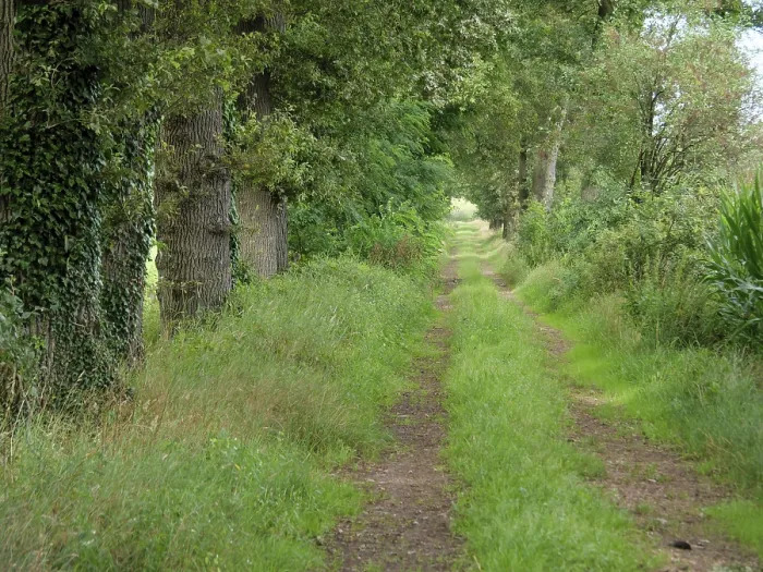Framed Print : A narrow forest path leads through a green Framed Print : A narrow forest path leads through a green