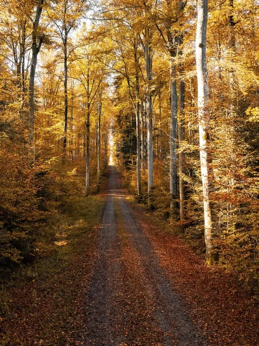 Framed Print : A narrow forest path leads through tall trees Framed Print : A narrow forest path leads through tall trees