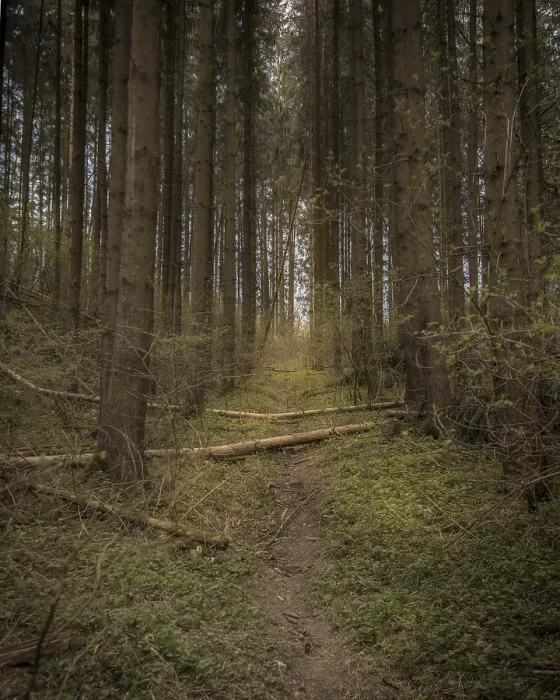 Framed Print : Narrow Forest Path Through Tall Conifers with Fallen Logs Framed Print : Narrow Forest Path Through Tall Conifers with Fallen Logs