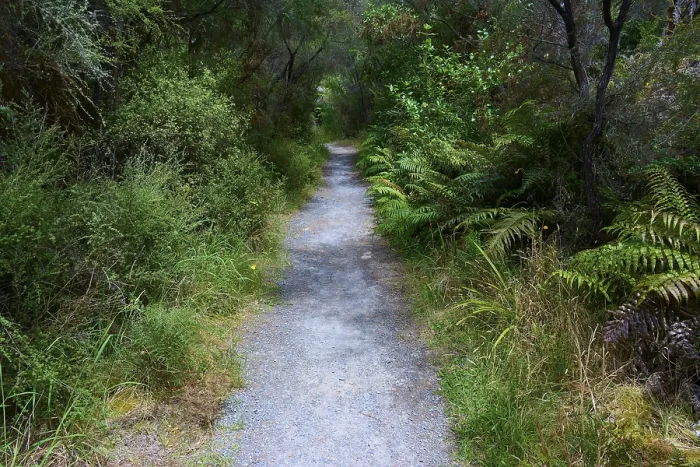 Framed Print : A narrow forest path winds its way through dense vegetation