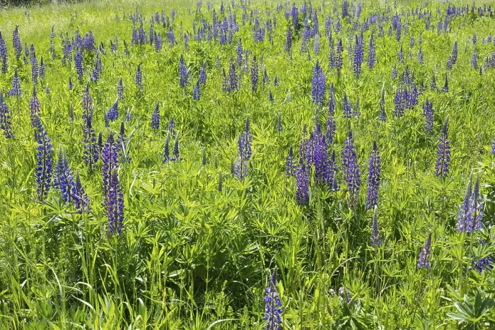 Framed Print : Narrow-leaved lupin (Lupinus polyphyllus) blooms blue on Halde I on the Heller Framed Print : Narrow-leaved lupin (Lupinus polyphyllus) blooms blue on Halde I on the Heller