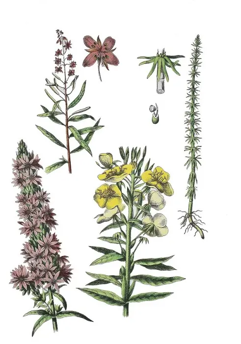 Framed Print : Narrow-leaved willowherb, Epilobium angustifolium (top left) Framed Print : Narrow-leaved willowherb, Epilobium angustifolium (top left)