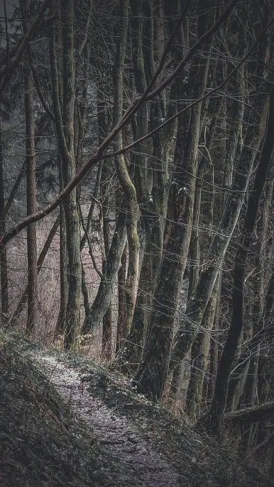 Framed Print : Narrow path through a dark, mysterious forest with thick
