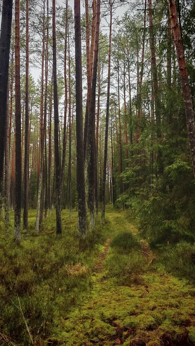 Framed Print : Narrow path leading through the dense pine forest (pinus) Framed Print : Narrow path leading through the dense pine forest (pinus)