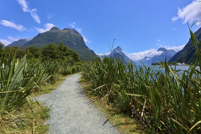 Framed Print : A narrow path leads through plants and trees