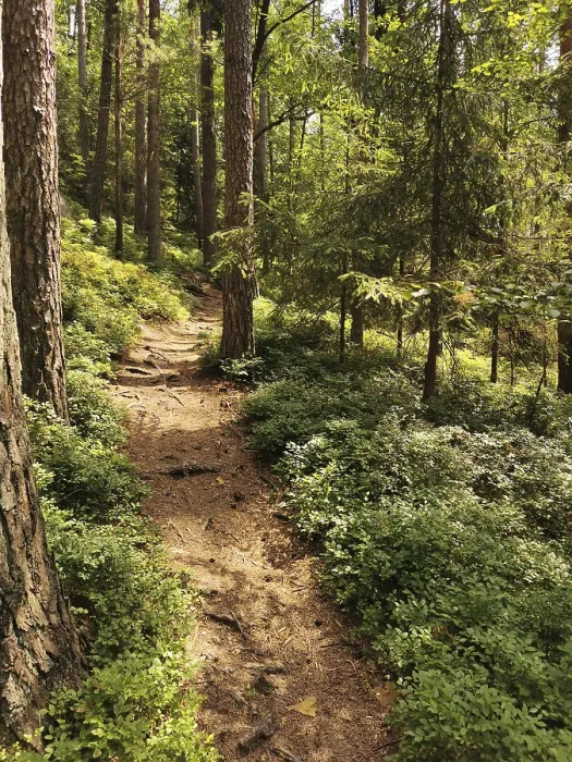Framed Print : A narrow path snakes through a sun-drenched forest full of tall trees