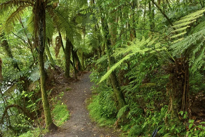 Framed Print : A narrow path winds through a lush
