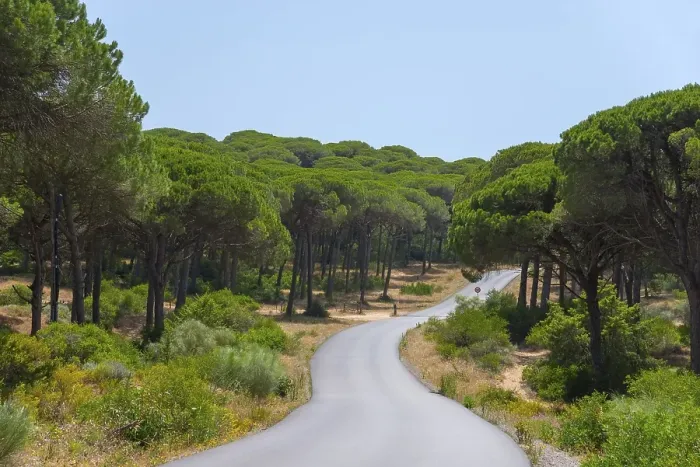 Framed Print : A narrow road runs through a dense