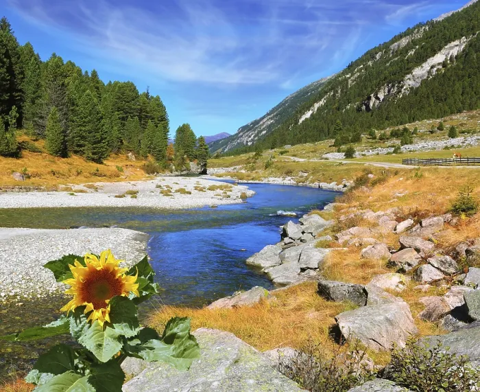 Framed Print : The narrow stream flows between fields and pine forests Framed Print : The narrow stream flows between fields and pine forests