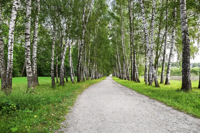 Framed Print : Narrow walking path in the birch forest Framed Print : Narrow walking path in the birch forest