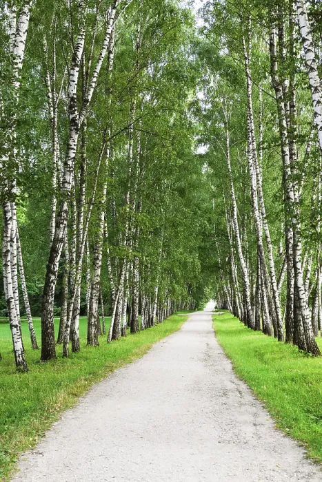 Framed Print : Narrow walking path in the birch forest Framed Print : Narrow walking path in the birch forest