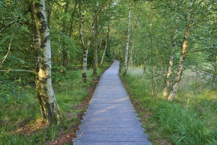 Framed Print : A narrow wooden plank path leads through a green bog birch forest on a quiet summer's day Framed Print : A narrow wooden plank path leads through a green bog birch forest on a quiet summer's day