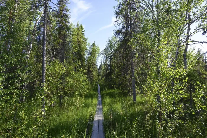 Framed Print : Narrow wooden trail leads through a green birch forest under a blue sky
